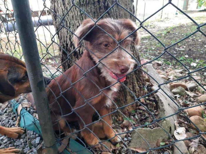 Cachorro ra a SRD - Estopinha idade 2 a 6 meses nome Bidu