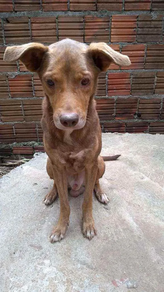 Cachorro ra a Vira-lata idade 6 ou mais anos nome Atos