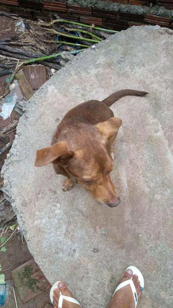 Cachorro ra a Vira-lata idade 6 ou mais anos nome Atos