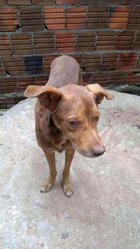 Cachorro ra a Vira-lata idade 6 ou mais anos nome Atos