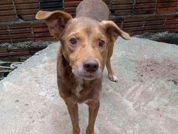 Cachorro ra a Vira-lata idade 6 ou mais anos nome Atos