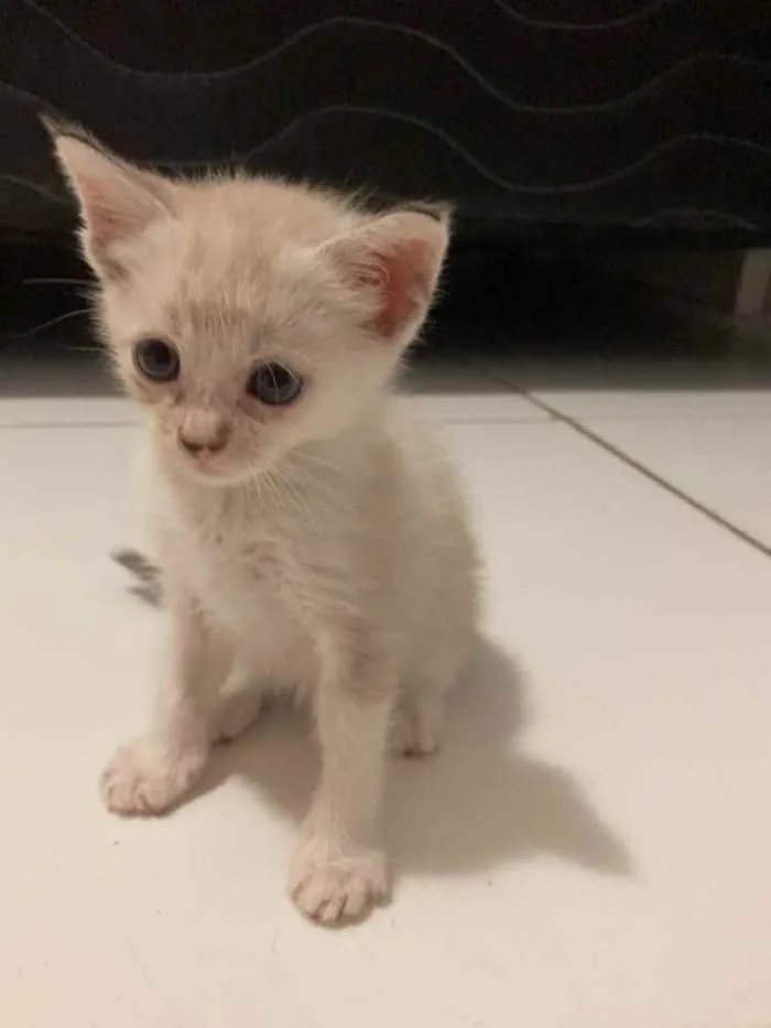 Gato ra a SRD idade Abaixo de 2 meses nome Aurora 