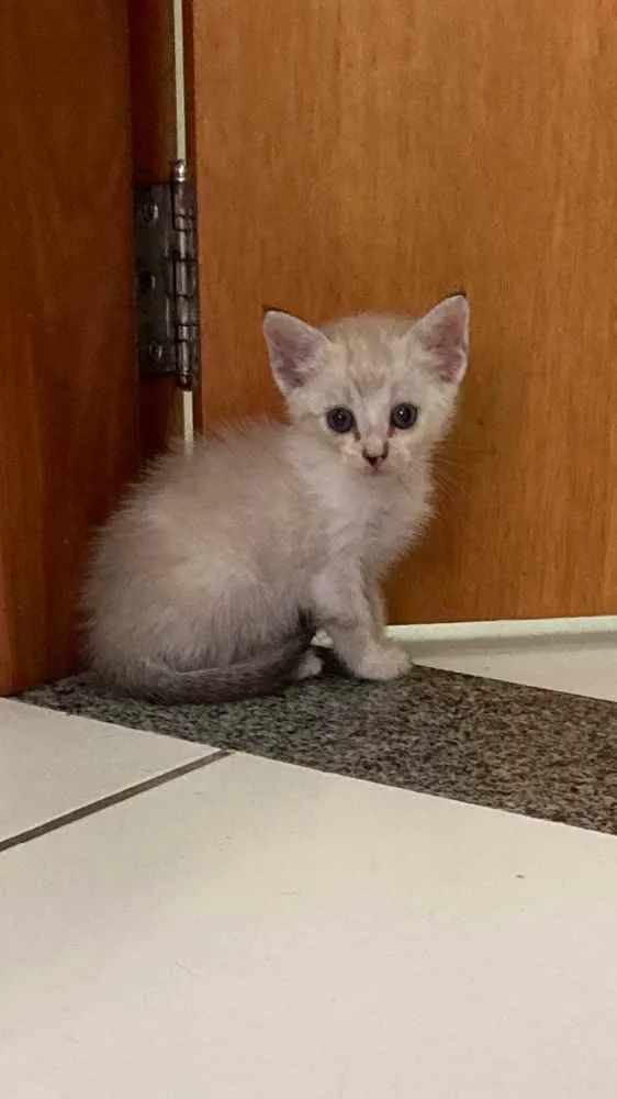 Gato ra a SRD idade Abaixo de 2 meses nome Aurora 