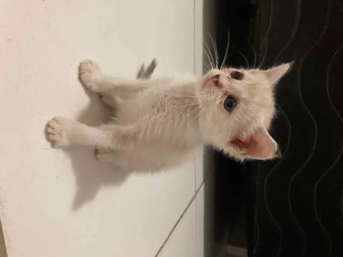 Gato ra a SRD idade Abaixo de 2 meses nome Aurora 