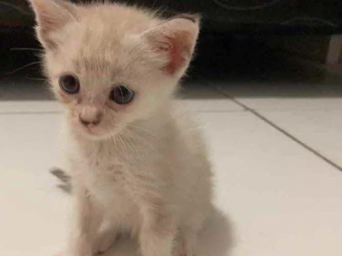 Gato ra a SRD idade Abaixo de 2 meses nome Aurora 