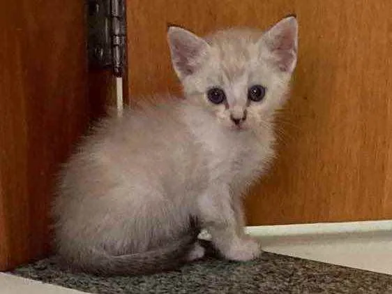 Gato ra a SRD idade Abaixo de 2 meses nome Aurora 