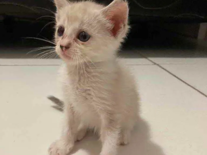 Gato ra a SRD idade Abaixo de 2 meses nome Aurora 
