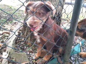 Cachorro raça SRD - Estopinha idade 2 a 6 meses nome Bidu
