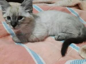 Gato raça Siamês MESTIÇA idade Abaixo de 2 meses nome NANNY