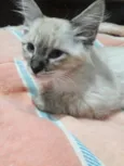 Gato raça Siamês MESTIÇA idade Abaixo de 2 meses nome NANNY