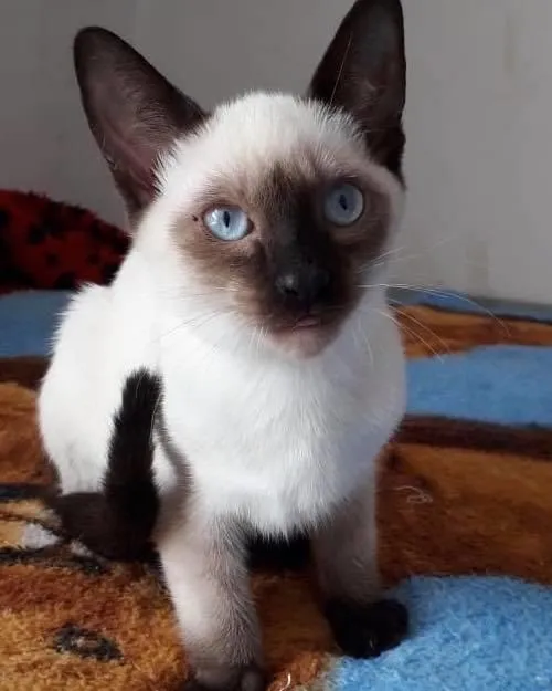 Gato raça Siamês idade 2 a 6 meses nome MAURICINHO
