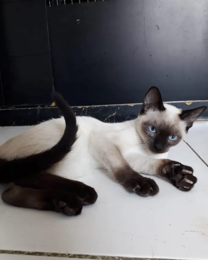 Gato raça Siamês idade 2 a 6 meses nome MAURICINHO