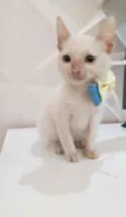 Branca e pipoca