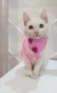 Branca e pipoca