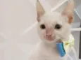 Branca e pipoca