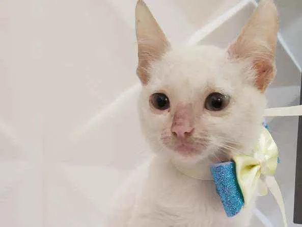 Gato ra a Srd idade 2 a 6 meses nome Branca e pipoca