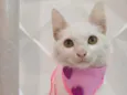 Branca e pipoca