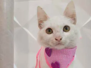 Gato raça Srd idade 2 a 6 meses nome Branca e pipoca