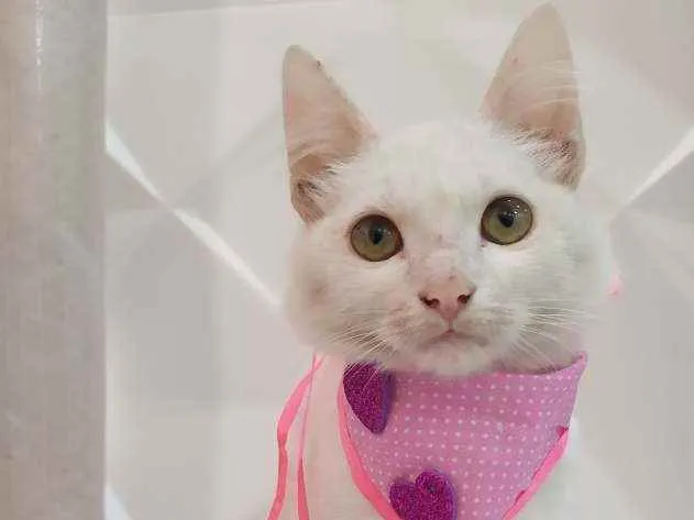 Gato ra a Srd idade 2 a 6 meses nome Branca e pipoca