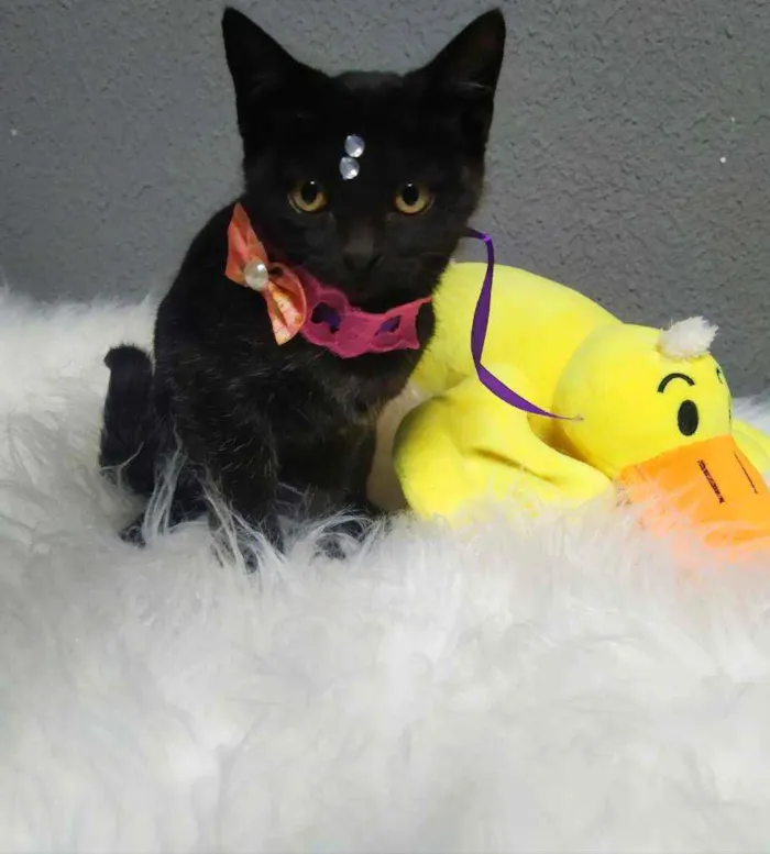 Gato ra a Srd idade 2 a 6 meses nome Amora e jabuticaba