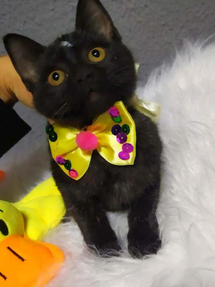Gato ra a Srd idade 2 a 6 meses nome Amora e jabuticaba