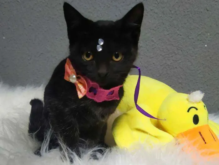 Gato ra a Srd idade 2 a 6 meses nome Amora e jabuticaba
