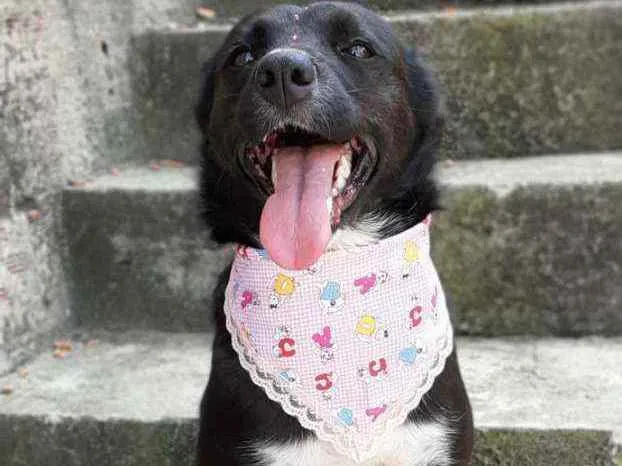 Cachorro ra a Srd idade 7 a 11 meses nome Charlote 