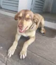 Lu