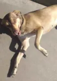 Lu