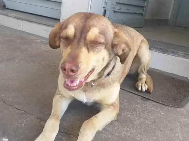 Cachorro ra a Srd idade 2 a 6 meses nome Lu