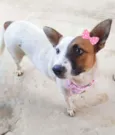 Linda 