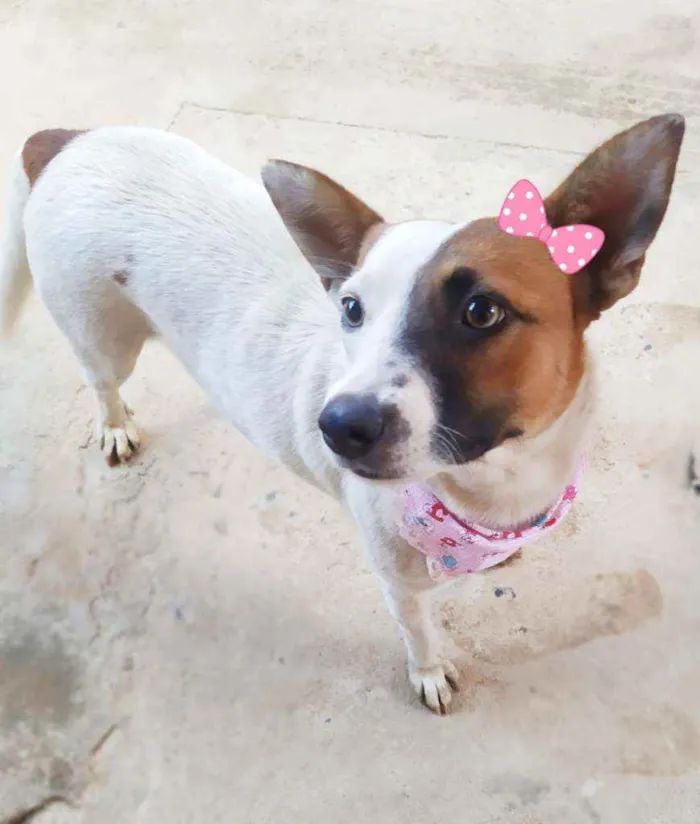 Cachorro ra a Srd idade 1 ano nome Linda 