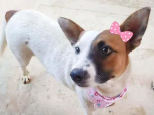 Cachorro raça Srd idade 1 ano nome Linda 
