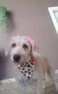 Lilica