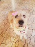 Lilica 