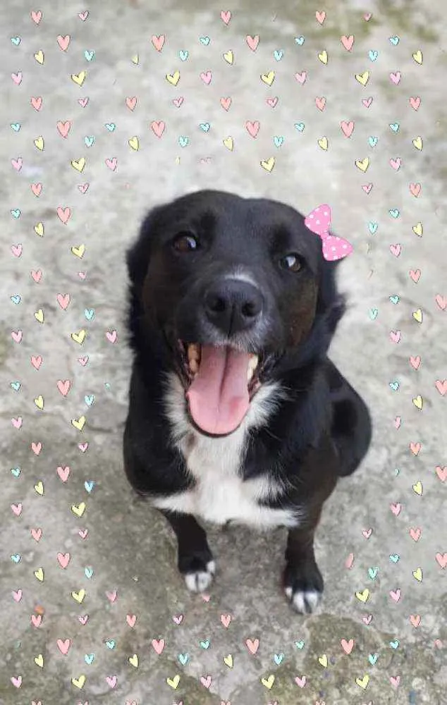 Cachorro ra a Srd idade 7 a 11 meses nome Charlote 