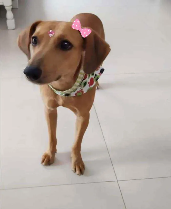 Cachorro ra a Srd idade 1 ano nome Cavau