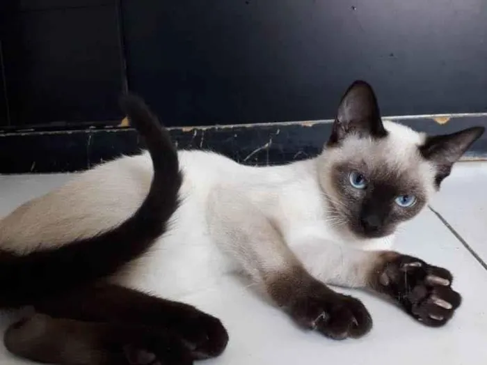 Gato raça Siamês idade 2 a 6 meses nome MAURICINHO
