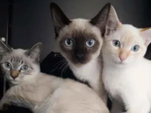Gato raça SRD-ViraLata idade 2 a 6 meses nome FOFINHOS LINDOS