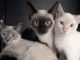 Gato raça SRD-ViraLata idade 2 a 6 meses nome FOFINHOS LINDOS