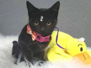 Gato raça Srd idade 2 a 6 meses nome Amora e jabuticaba