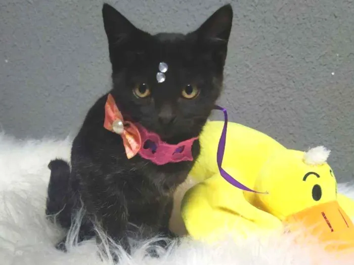 Gato ra a Srd idade 2 a 6 meses nome Amora e jabuticaba