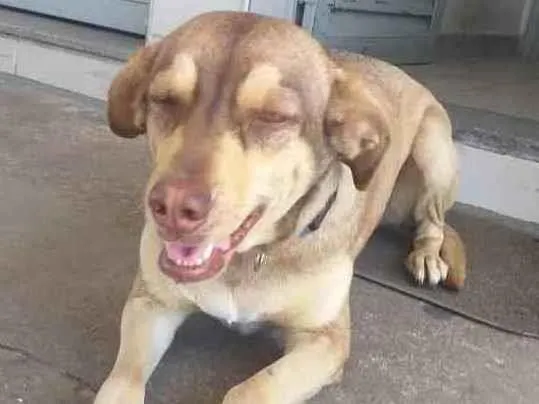 Cachorro ra a Srd idade 2 a 6 meses nome Lu