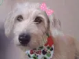 Lilica 
