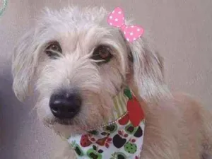 Cachorro raça Srd idade 1 ano nome Lilica 