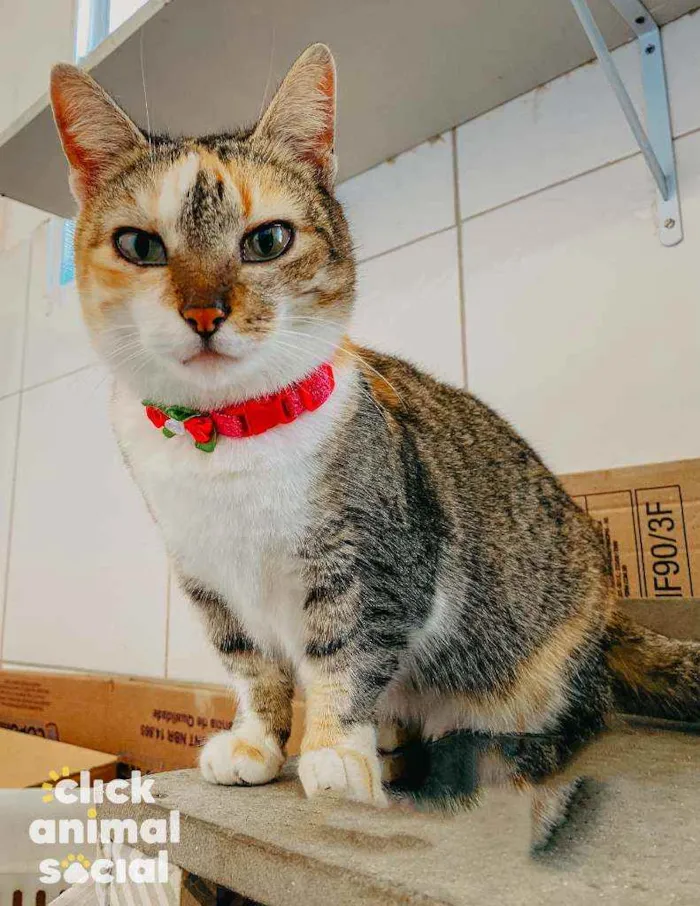 Gato ra a SRD ( SEM RACA DEFINIDA) idade 7 a 11 meses nome ZARA