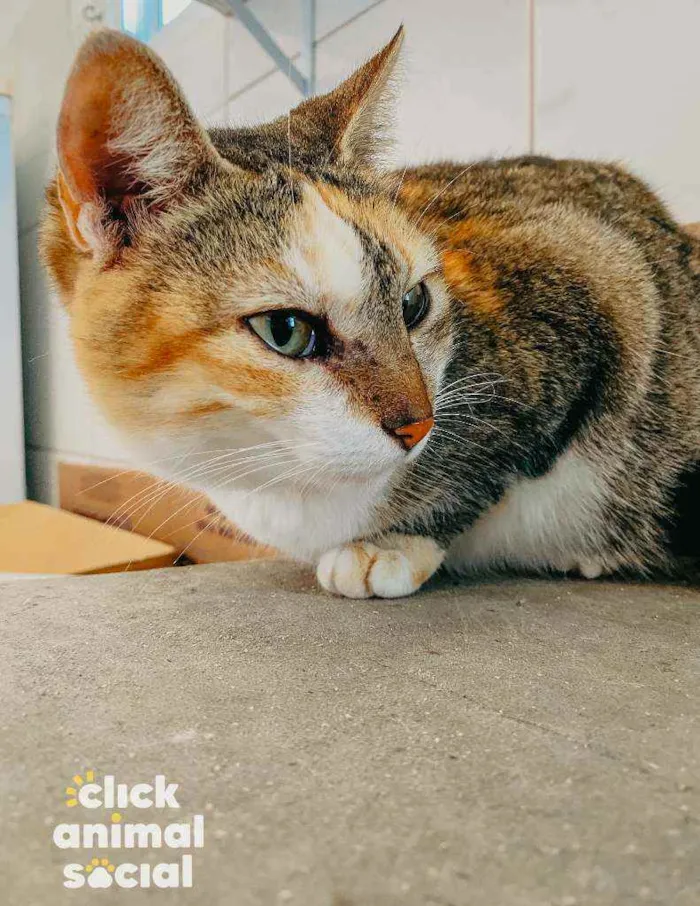Gato ra a SRD ( SEM RACA DEFINIDA) idade 7 a 11 meses nome ZARA