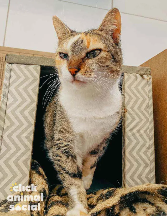 Gato ra a SRD ( SEM RACA DEFINIDA) idade 7 a 11 meses nome ZARA