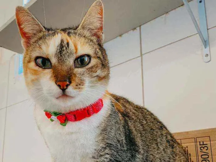 Gato ra a SRD ( SEM RACA DEFINIDA) idade 7 a 11 meses nome ZARA