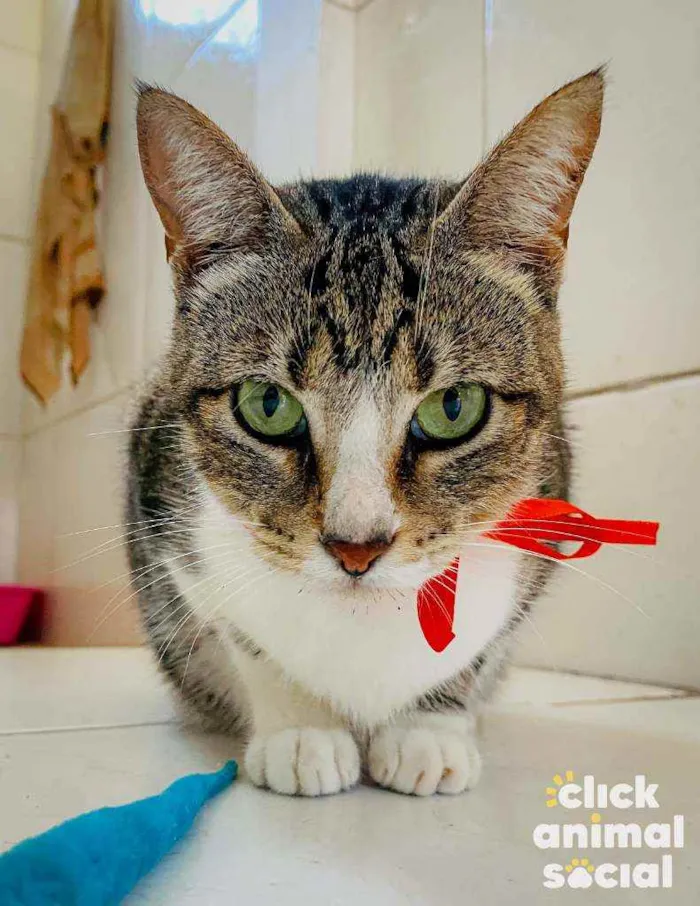Gato ra a SRD ( SEM RAÇÁ DEFINIDA) idade 7 a 11 meses nome MELISSA